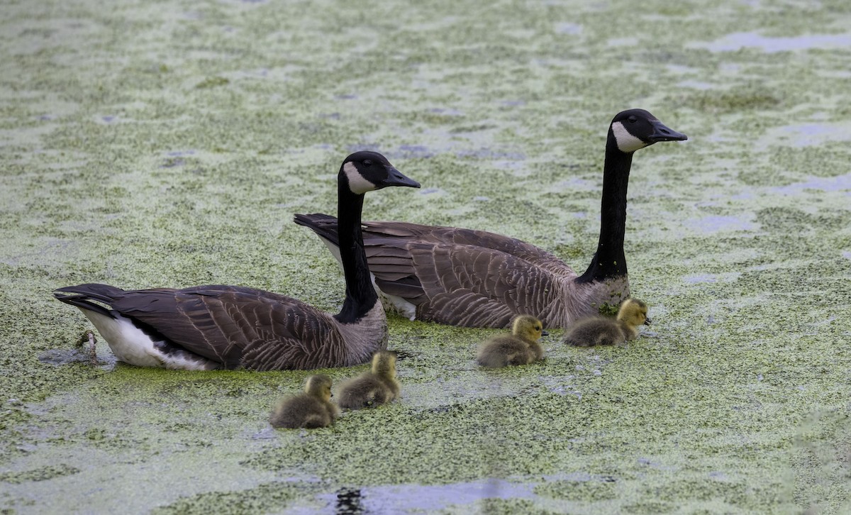 Canada Goose - ML619748005