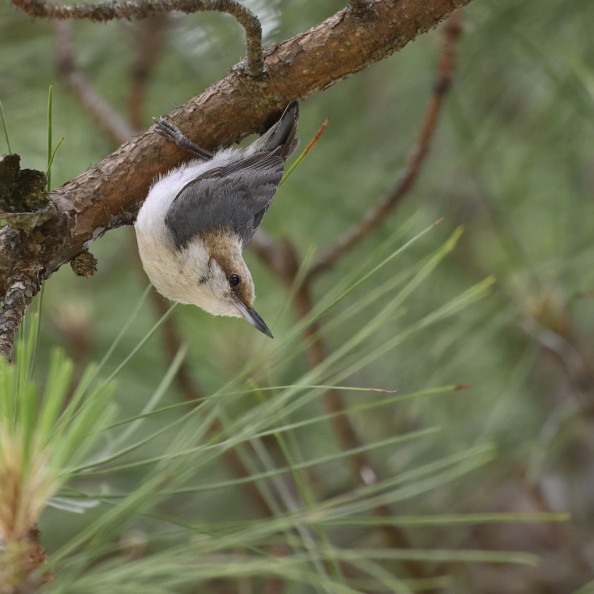 Brown-headed Nuthatch - ML619748010