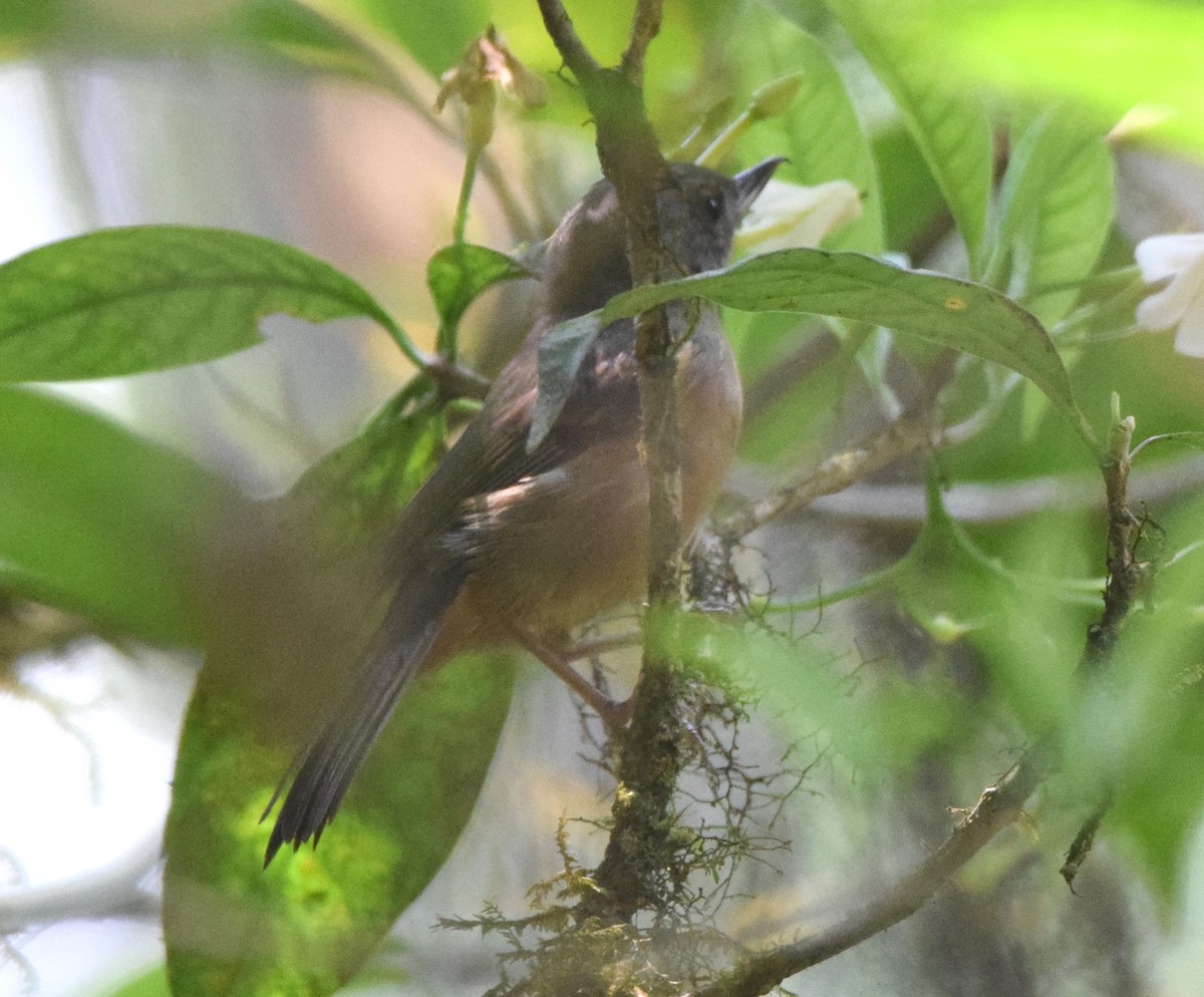 Cinnamon-bellied Flowerpiercer - ML619748024