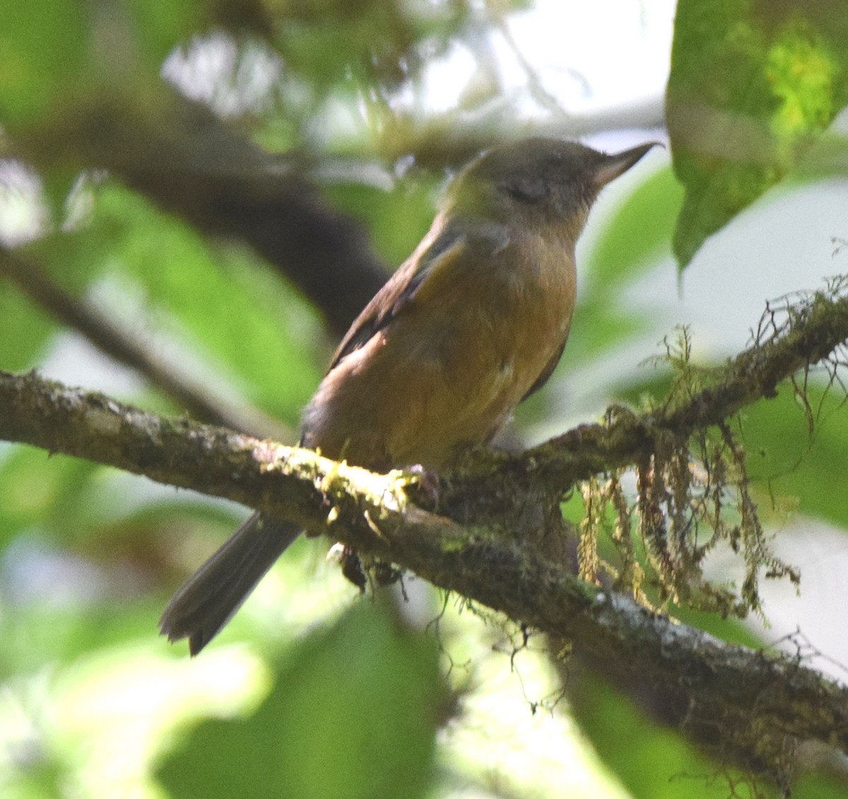 Pinchaflor Ventricanelo - ML619748025