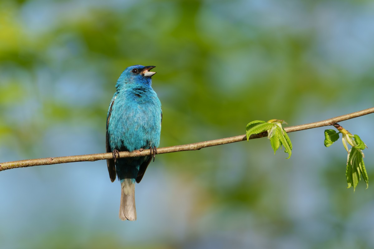 Indigo Bunting - ML619748037
