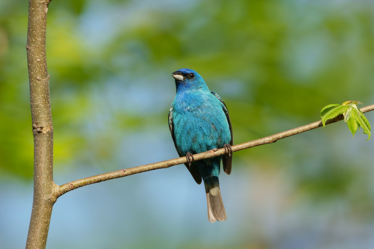 Indigo Bunting - ML619748041