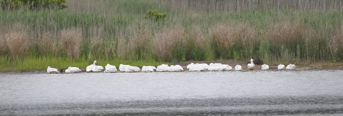 American White Pelican - ML619748055