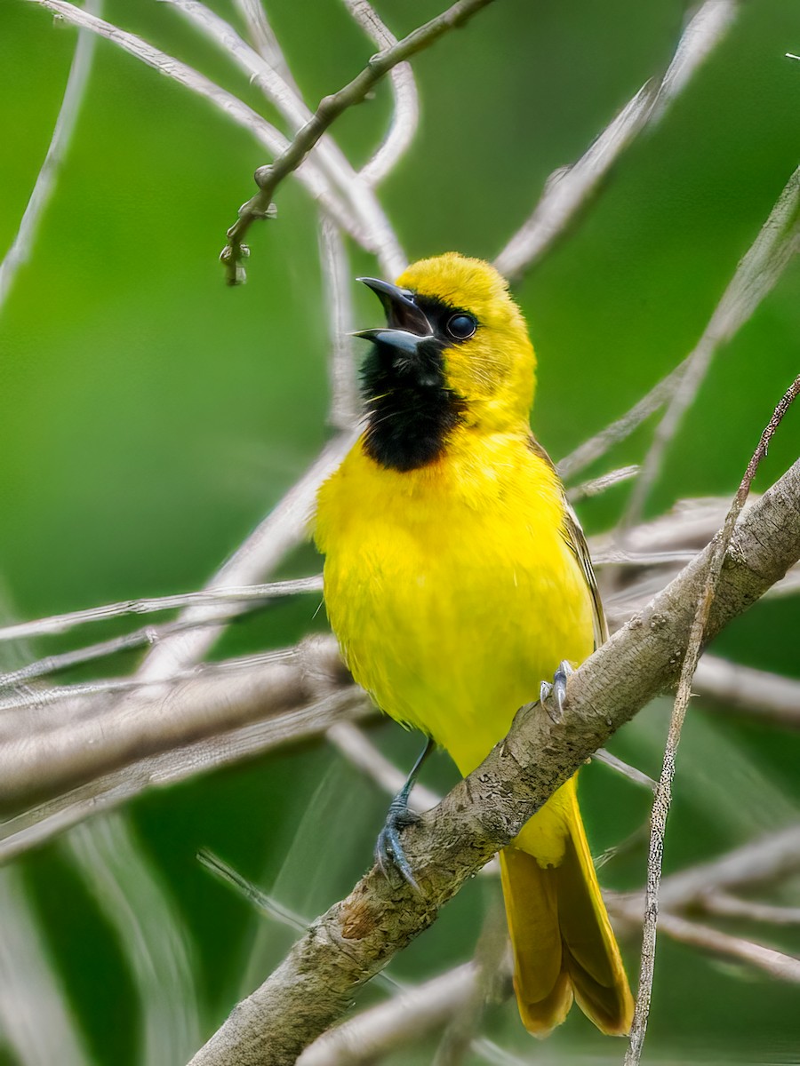 Orchard Oriole - ML619748066