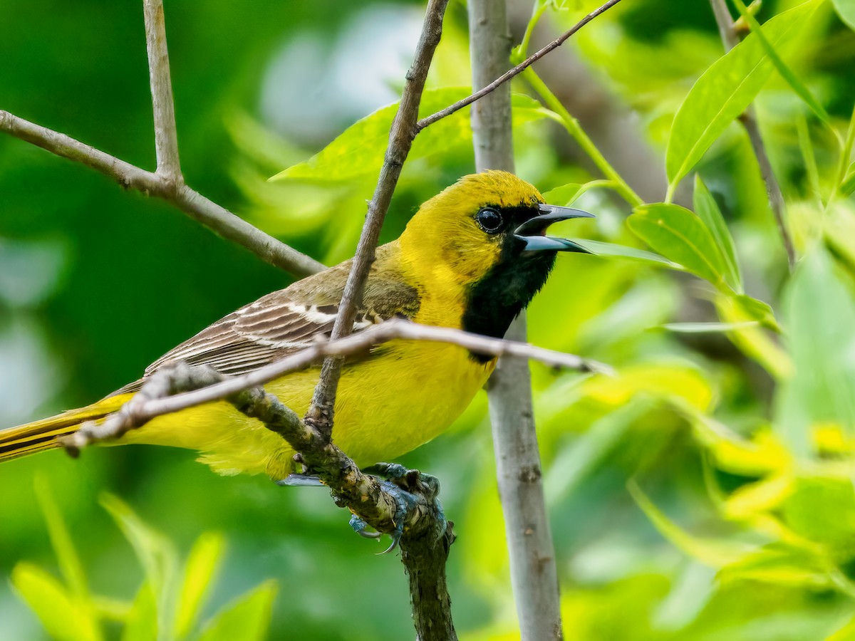 Orchard Oriole - ML619748069