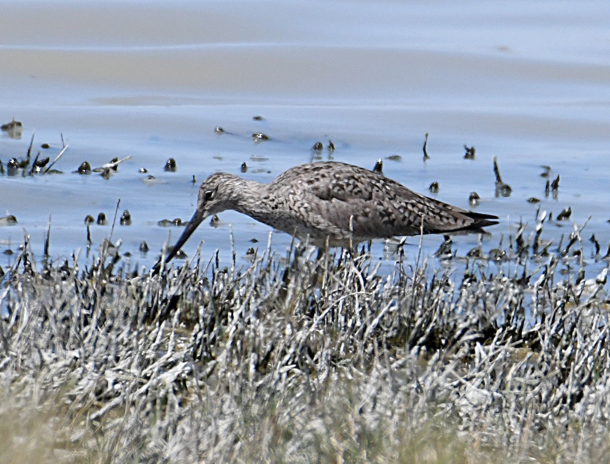 Willet - ML619748080