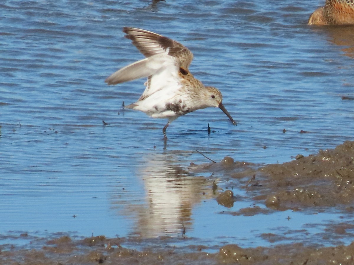 Dunlin - Teresa Noel