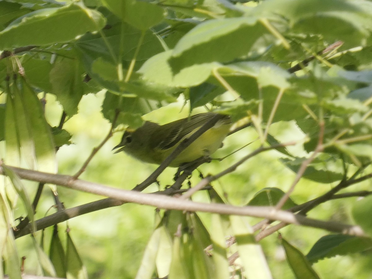 Bell's Vireo - ML619748121