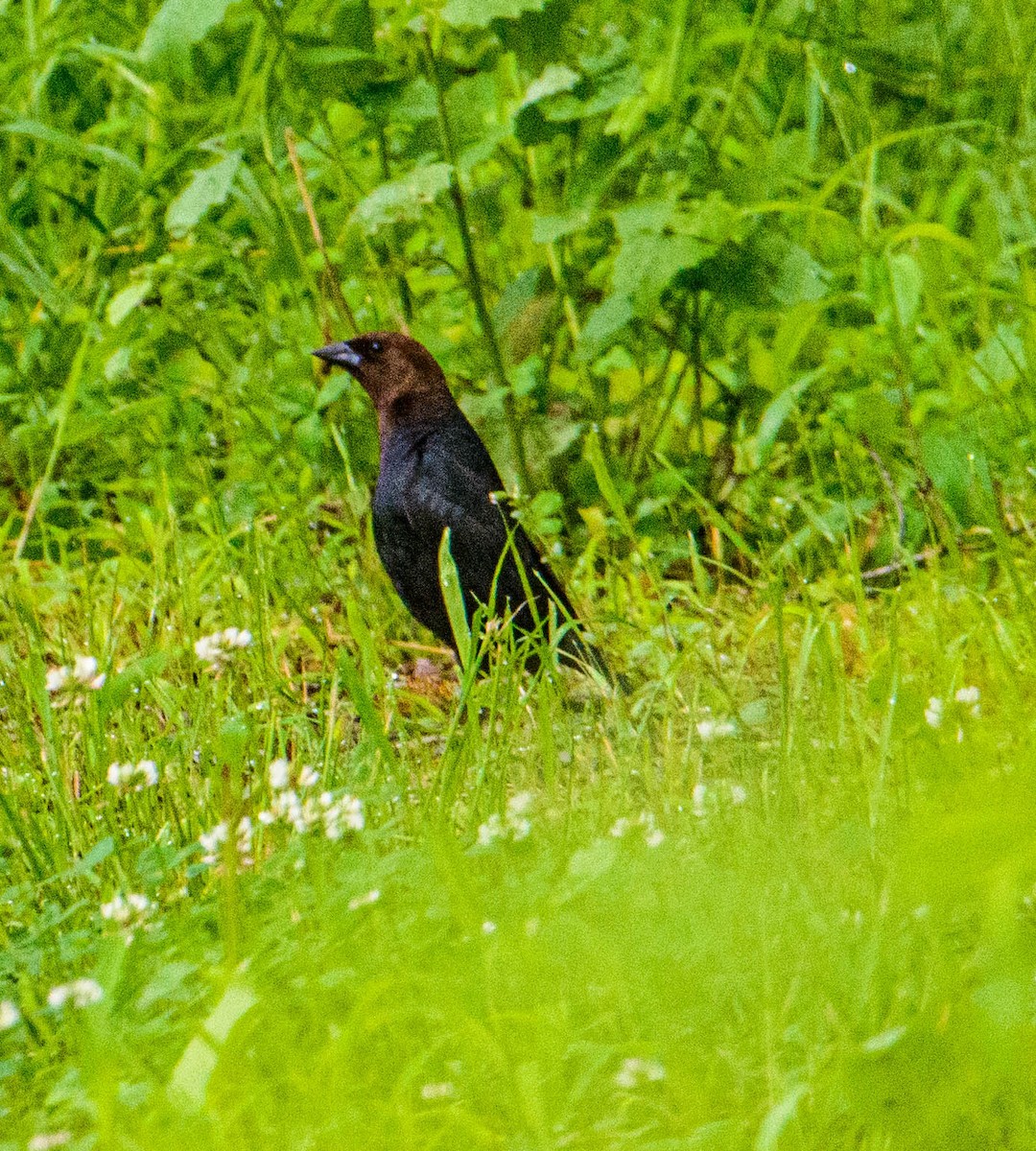 Brown-headed Cowbird - ML619748125