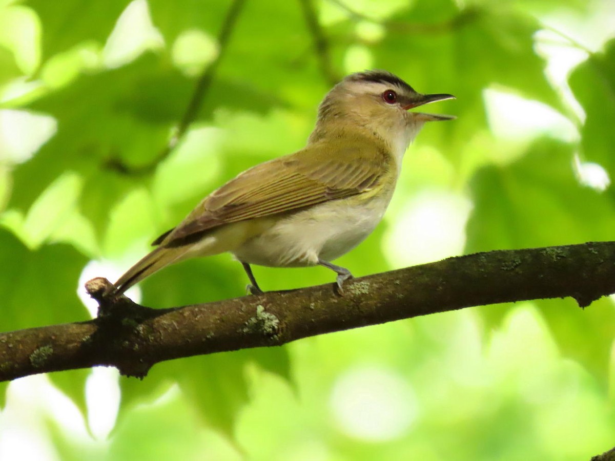 Vireo Ojirrojo - ML619748136