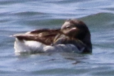 Long-tailed Duck - ML619748183