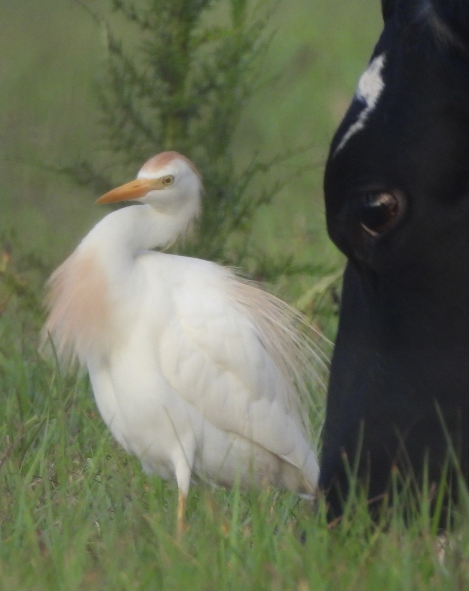 Western Cattle Egret - ML619748191