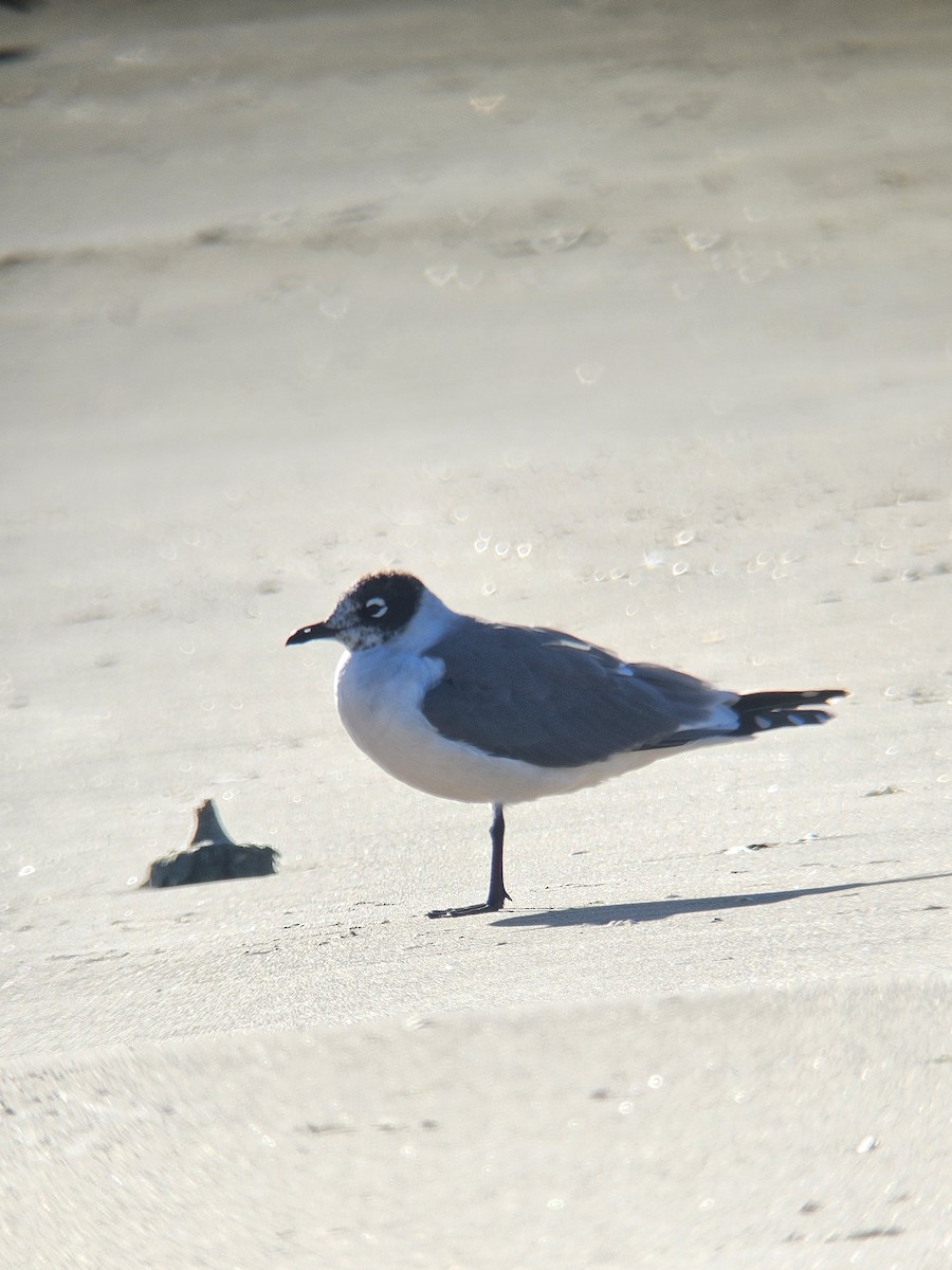 Franklin's Gull - ML619748210