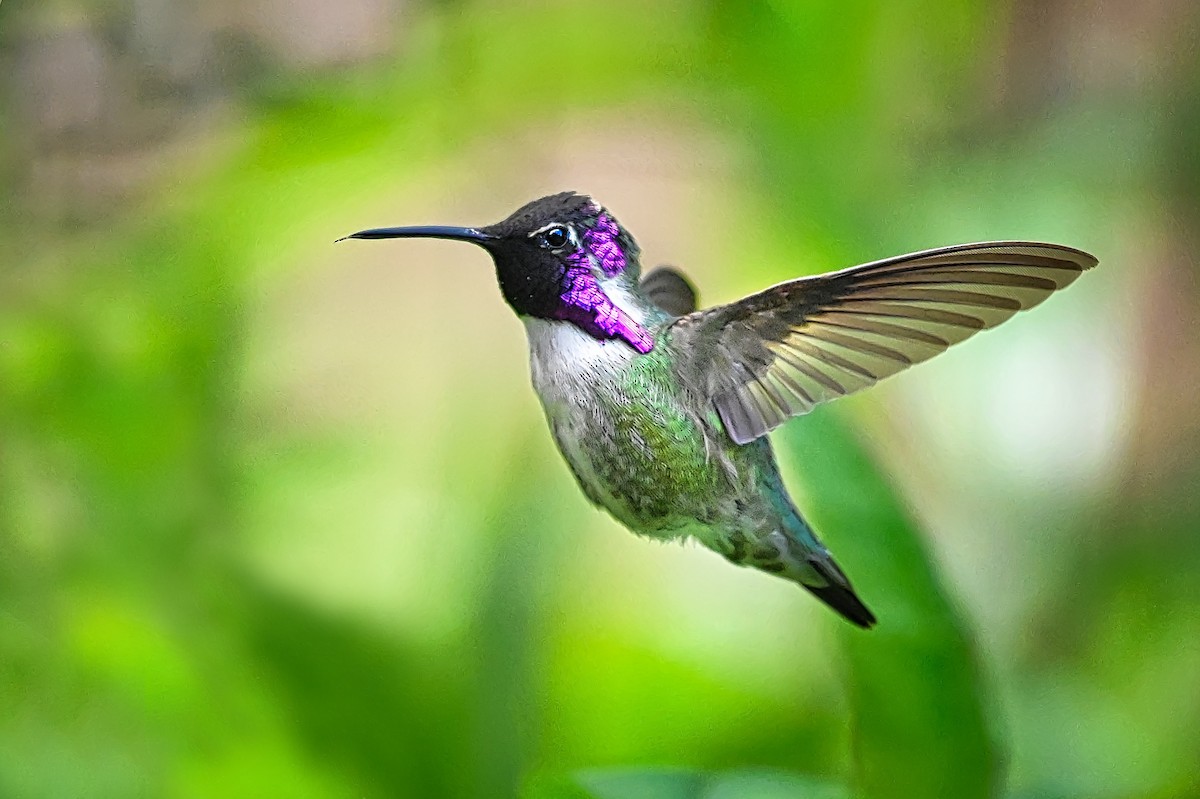 Costa's Hummingbird - Roger Beardmore