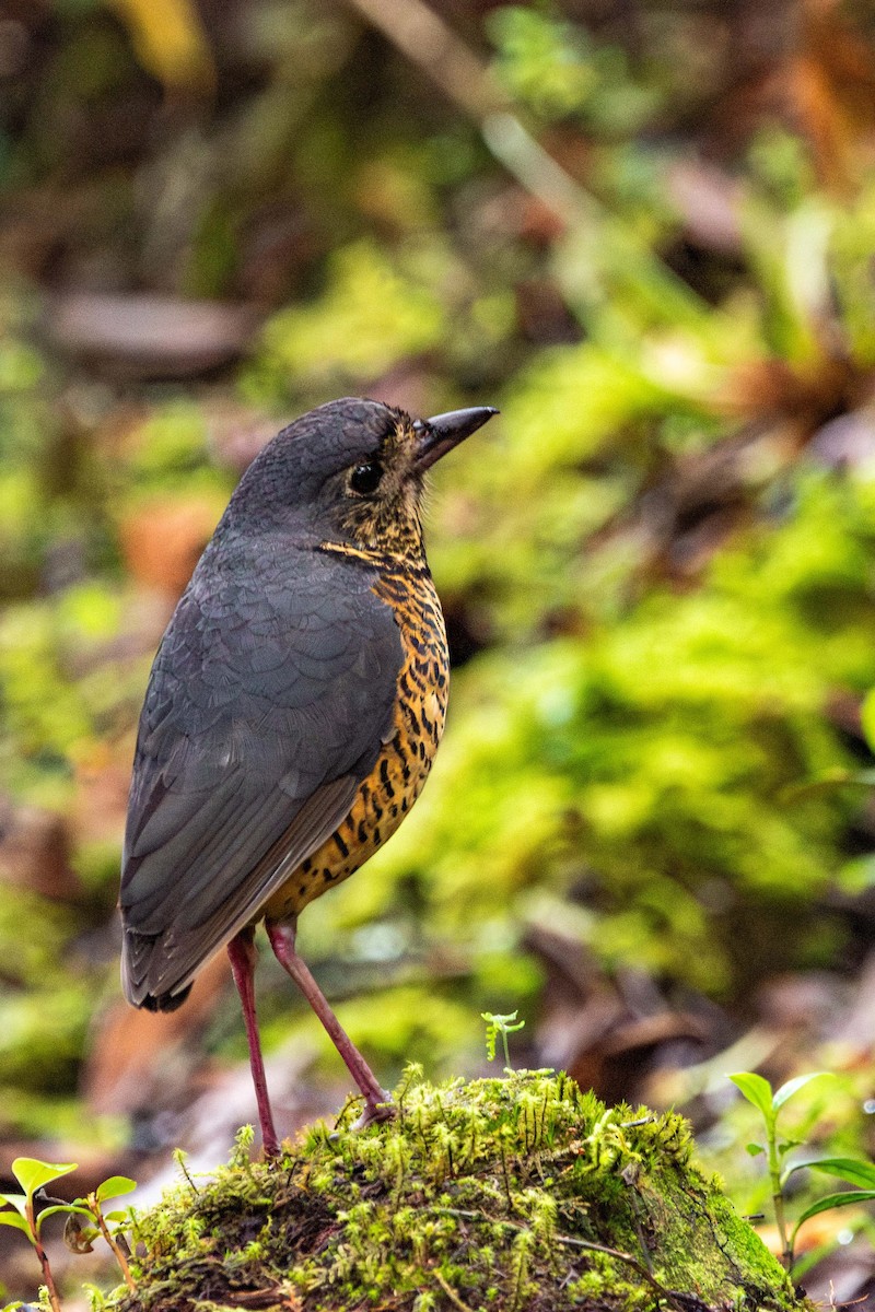 Undulated Antpitta - ML619748236