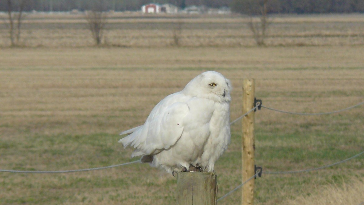 Snowy Owl - ML619748249