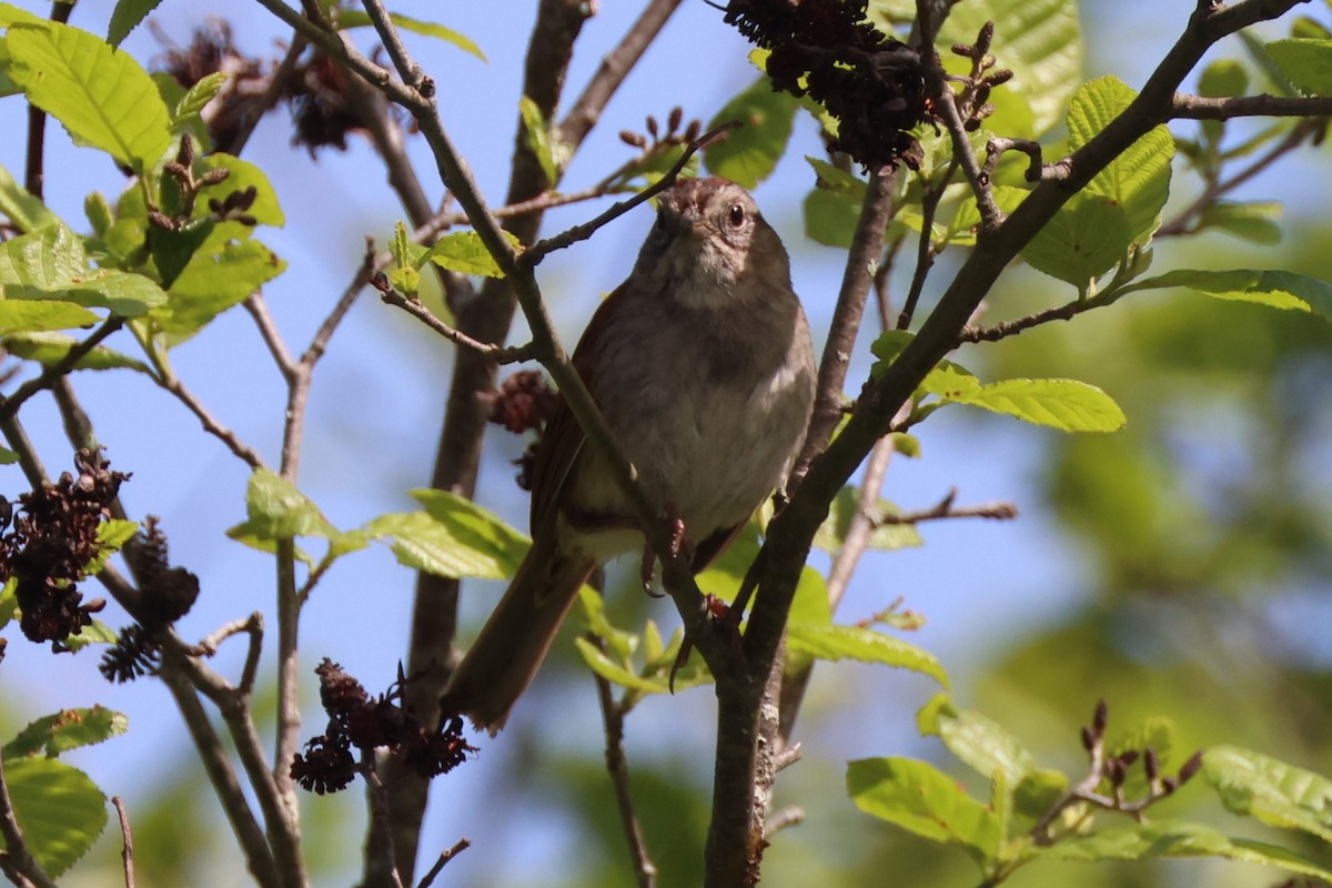 Swamp Sparrow - ML619748279