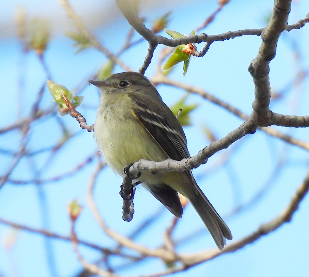 Least Flycatcher - Delores Steinlicht