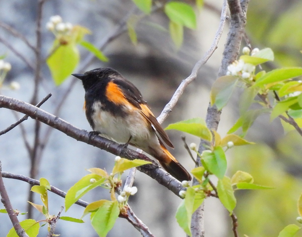 American Redstart - ML619748334