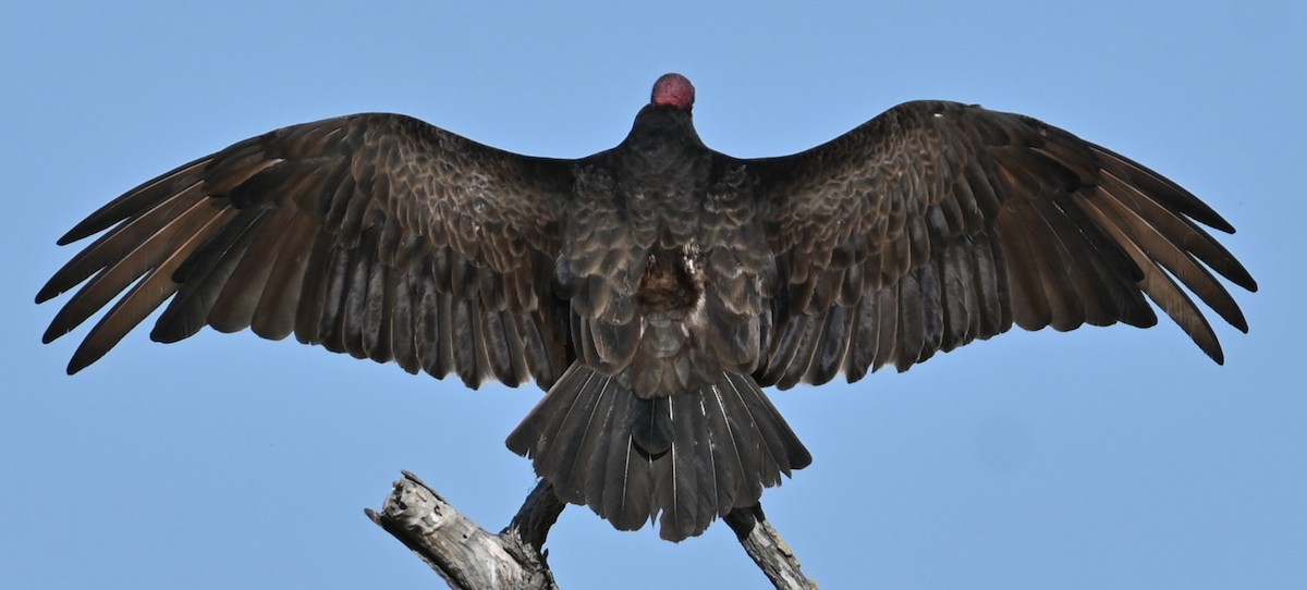 Turkey Vulture - ML619748338