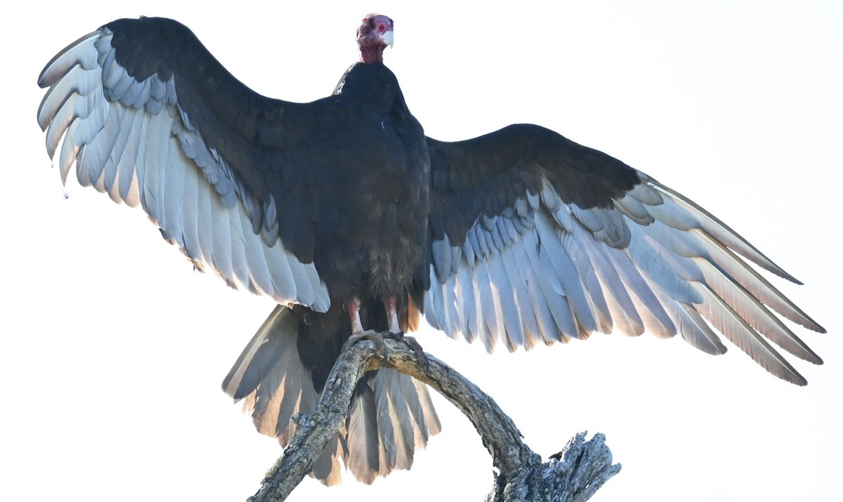 Turkey Vulture - ML619748339
