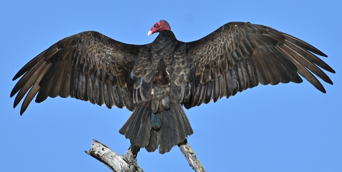 Turkey Vulture - ML619748340