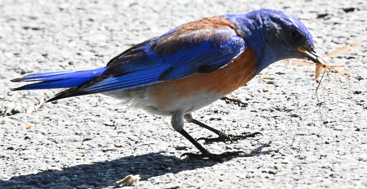 Western Bluebird - ML619748364