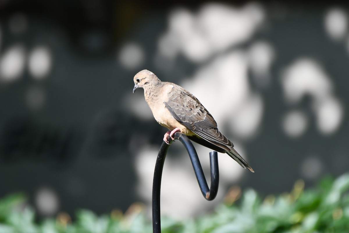 Mourning Dove - ML619748373