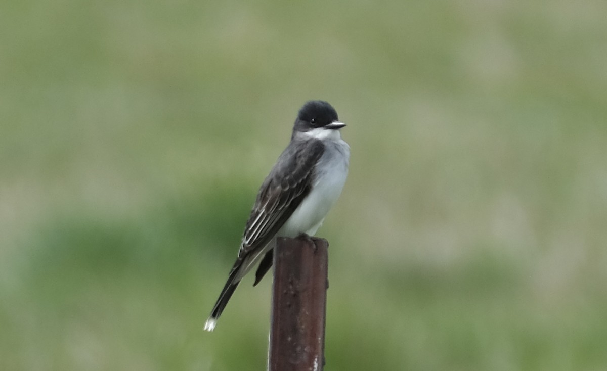 Eastern Kingbird - ML619748375