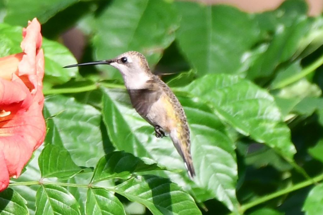 Black-chinned Hummingbird - ML619748385