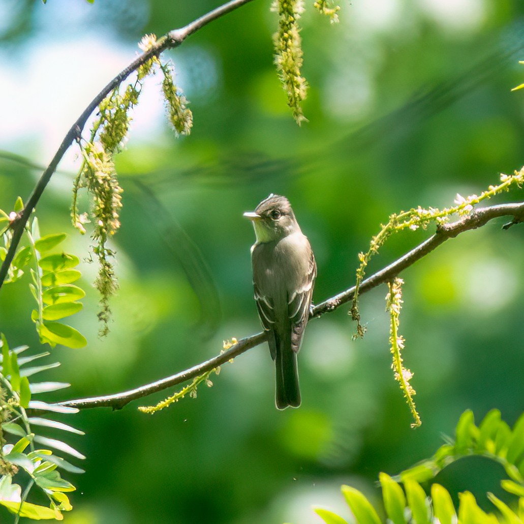 Eastern Wood-Pewee - ML619748393