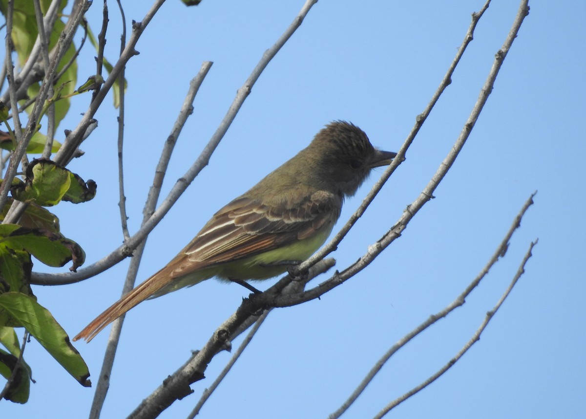 Great Crested Flycatcher - ML619748396