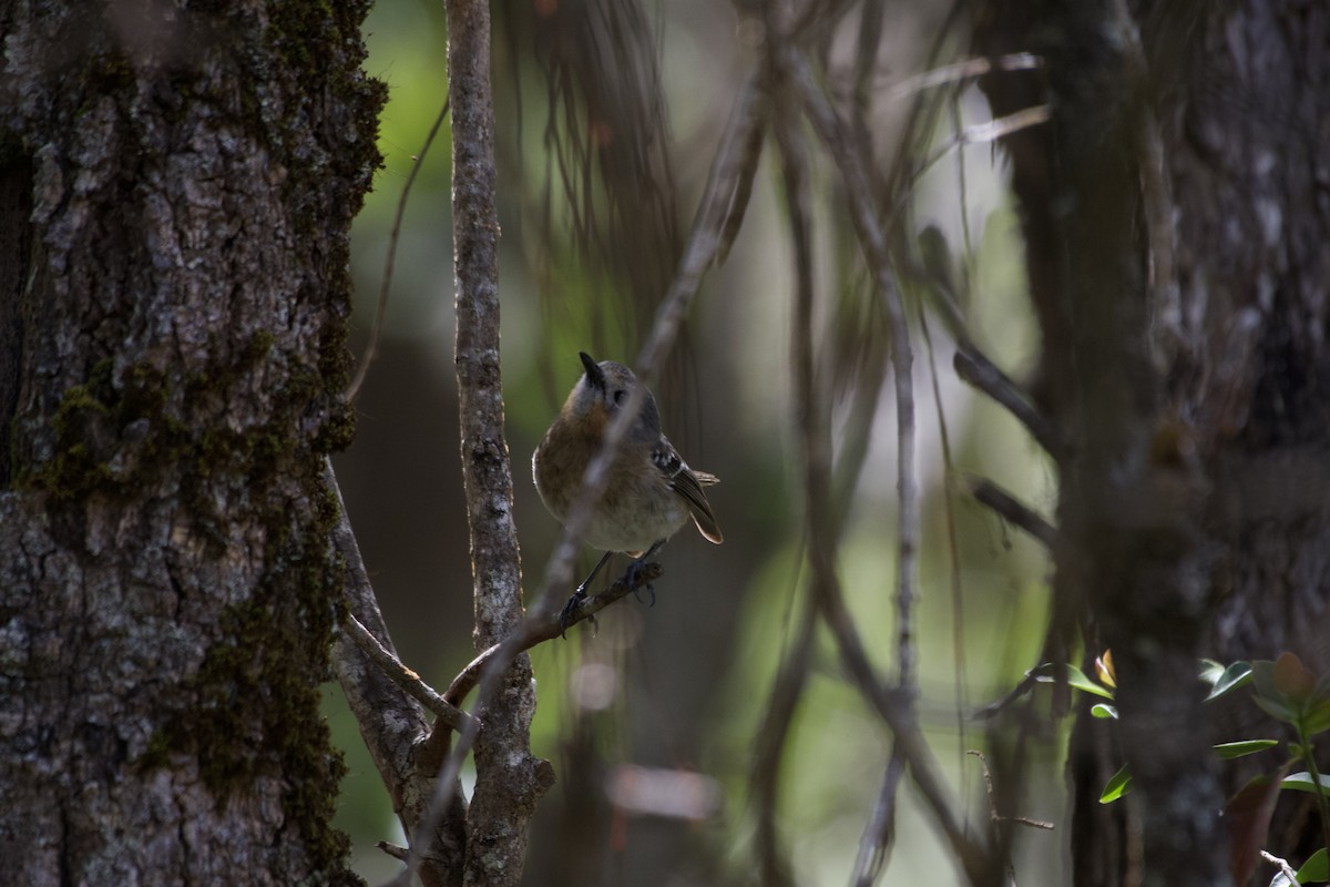 Kauai Elepaio - ML619748400