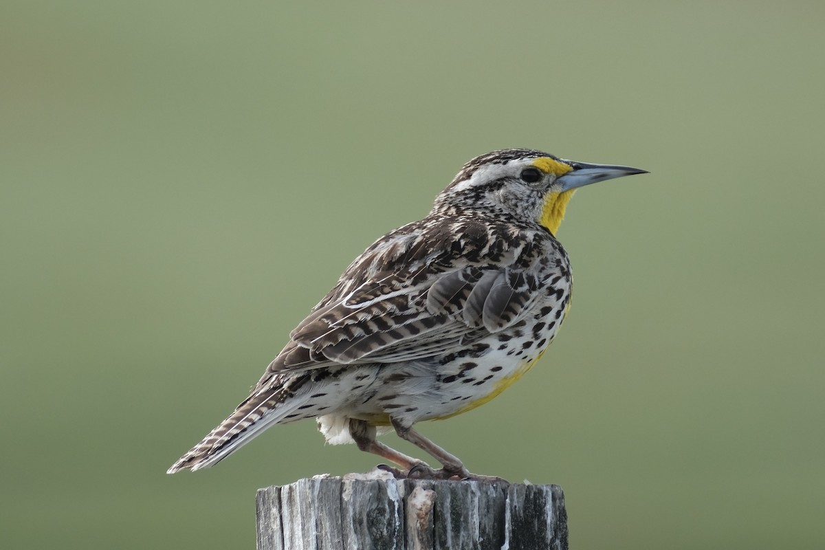 Western Meadowlark - ML619748405