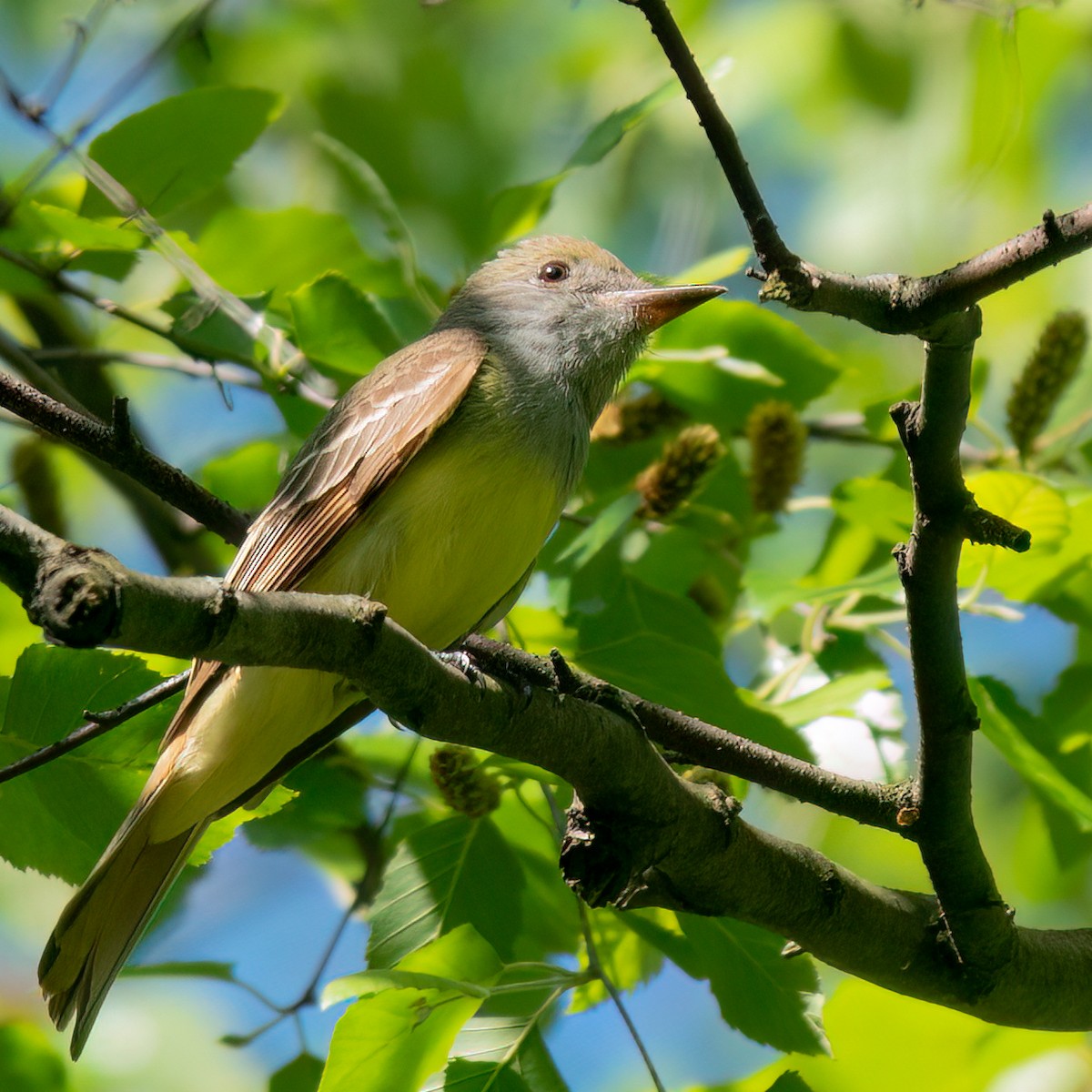 Great Crested Flycatcher - ML619748407