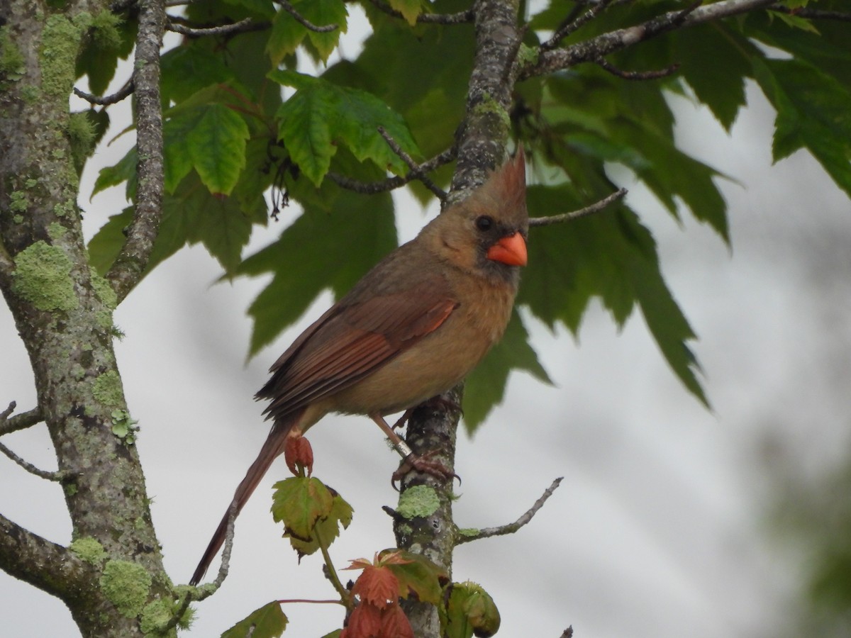 Northern Cardinal - ML619748414