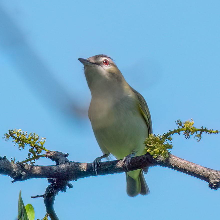 Kızıl Gözlü Vireo - ML619748415