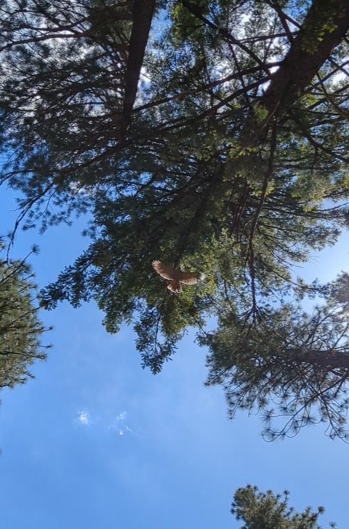 American Goshawk - ML619748416