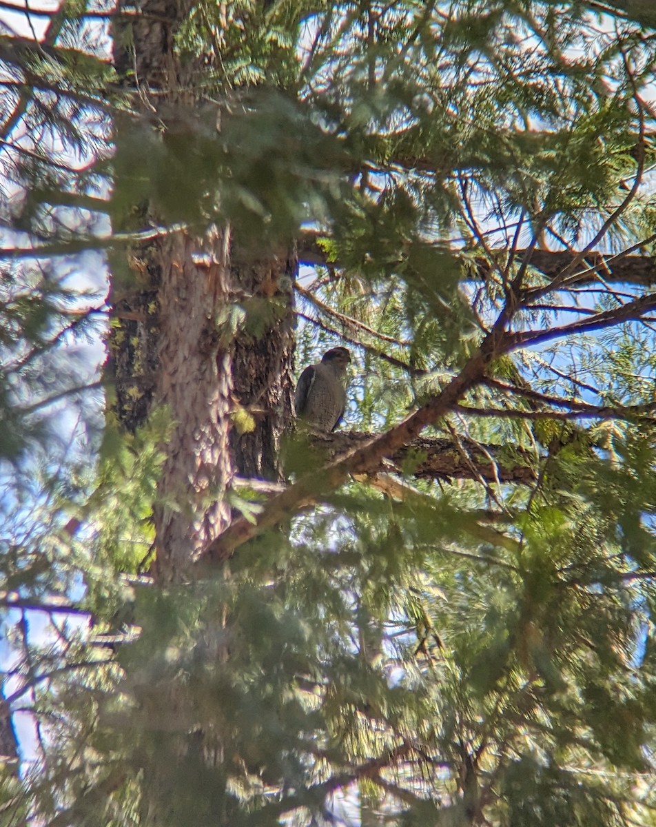 American Goshawk - ML619748417