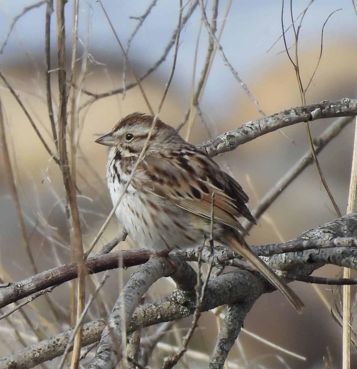 Song Sparrow - ML619748431