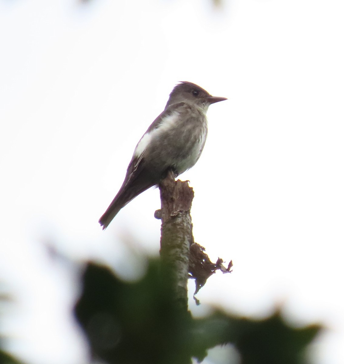 Olive-sided Flycatcher - ML619748434