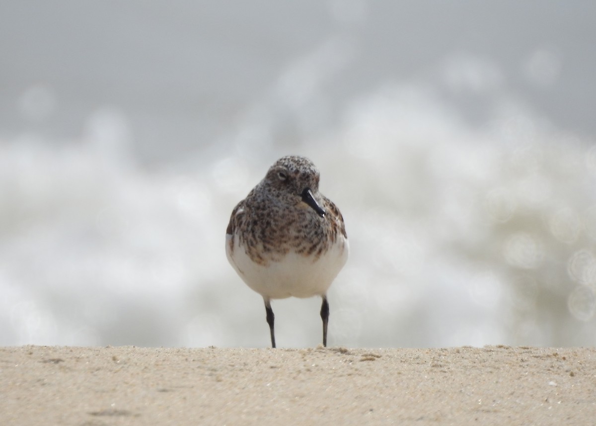 Bécasseau sanderling - ML619748439