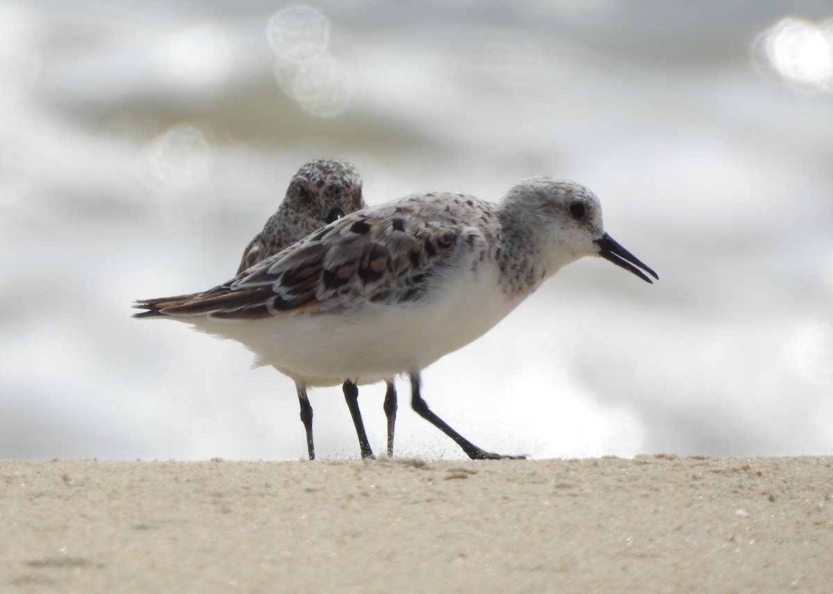 Bécasseau sanderling - ML619748440