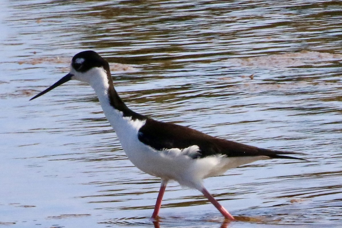 Black-necked Stilt - ML619748474