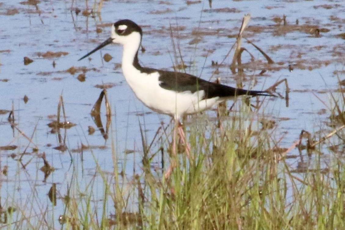 Black-necked Stilt - ML619748487