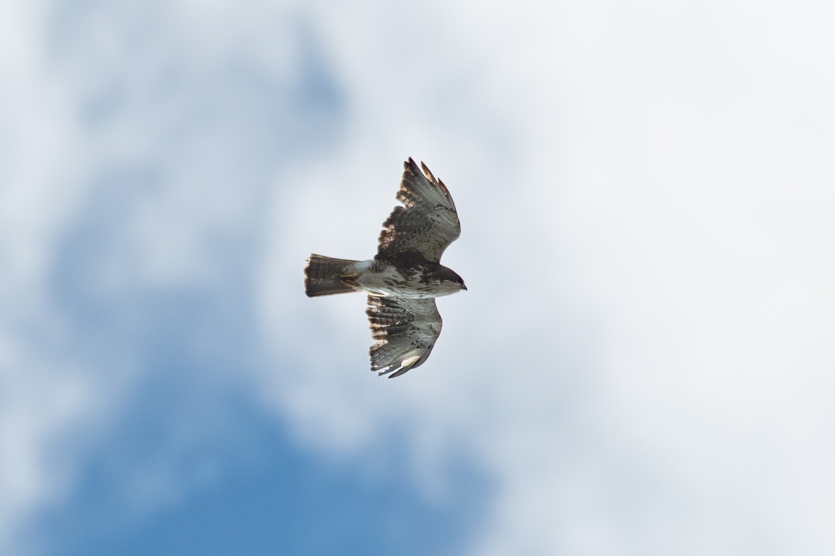 White-throated Hawk - ML619748493