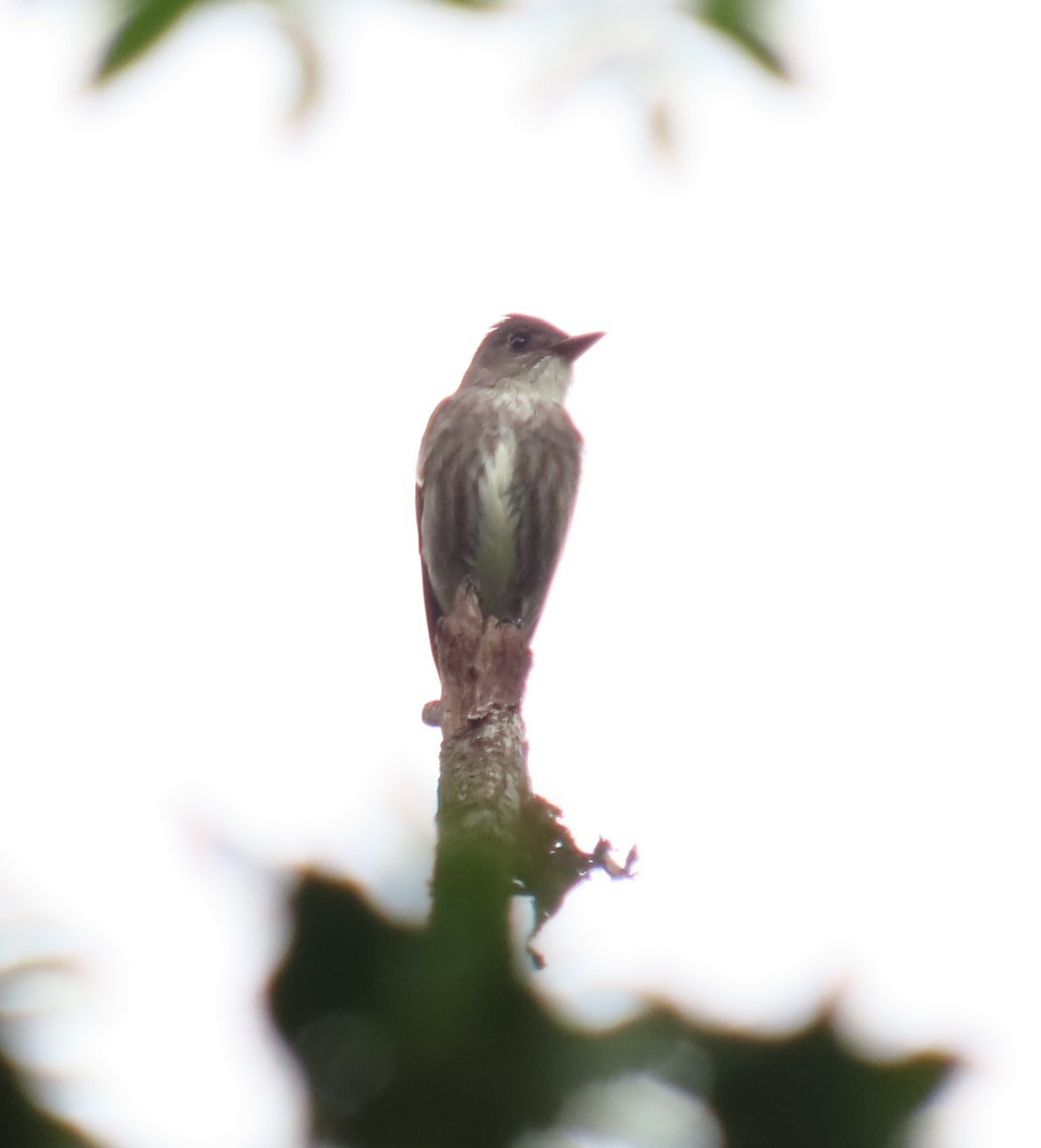 Olive-sided Flycatcher - ML619748517