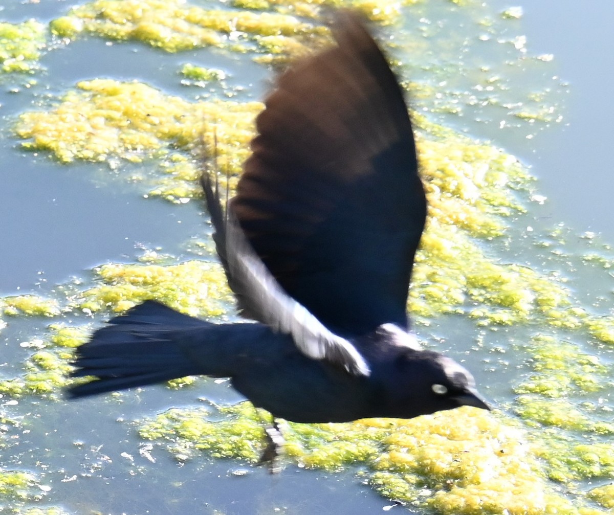 Brewer's Blackbird - ML619748528