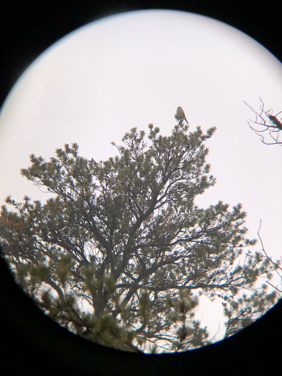 Townsend's Solitaire - ML619748533