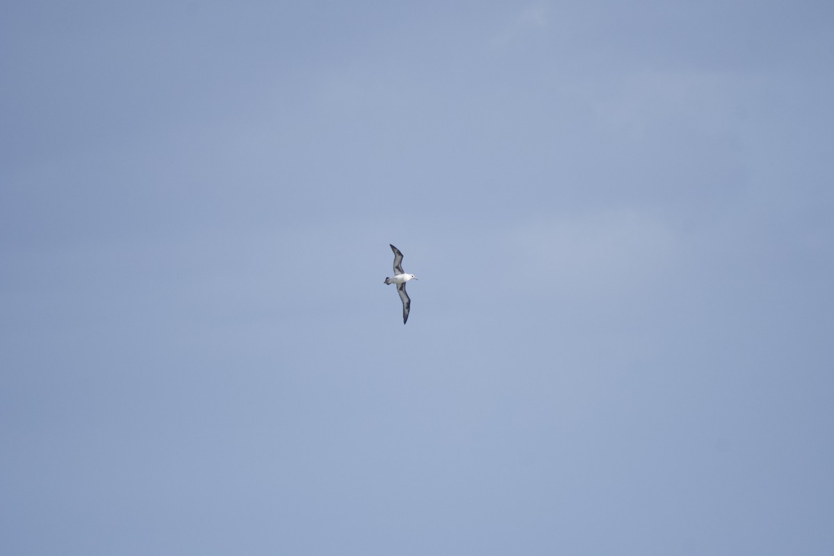 albatros laysanský - ML619748541